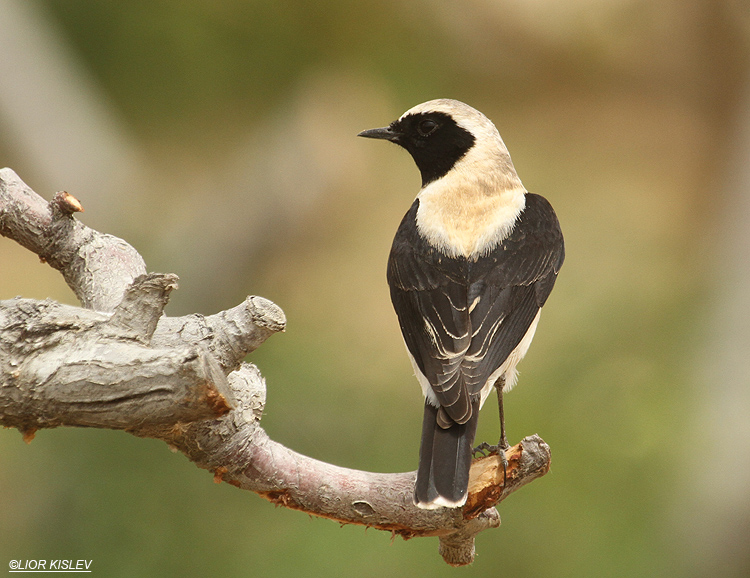 Black-eared Wheatear Oenanthe hispanica ,Neot Smadar , 30-03-12 . Lior Kislev